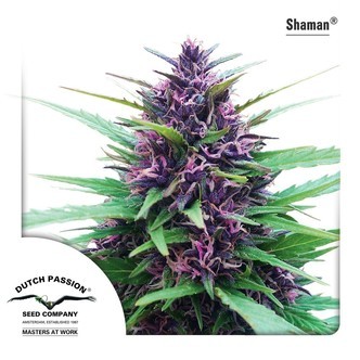 Shaman (Dutch Passion) feminisoidut
