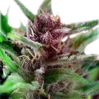 Shaman (Dutch Passion) Feminisoidut