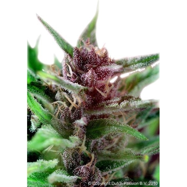 Shaman (Dutch Passion) Feminisoidut