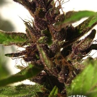 Shaman (Dutch Passion) Feminisoidut