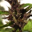 Shaman (Dutch Passion) Feminisoidut