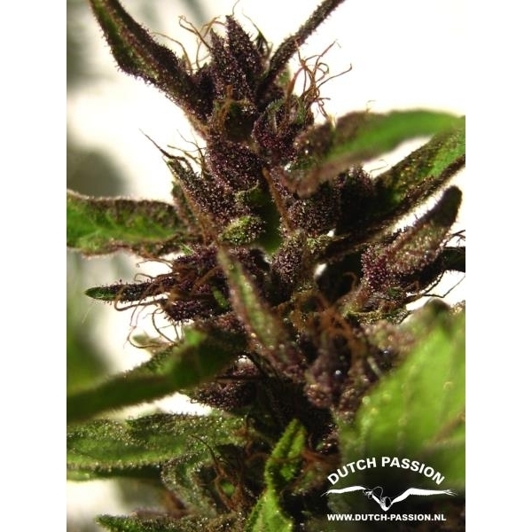 Shaman (Dutch Passion) Feminisoidut