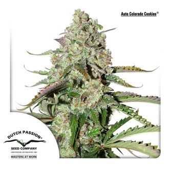 AutoColorado Cookies (Dutch Passion) feminisoidut kannabiksen siemenet
