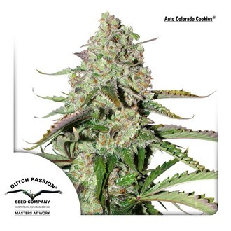 Auto Colorado Cookies (Dutch Passion) Feminisoidut