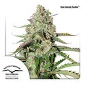 Auto Colorado Cookies (Dutch Passion) Feminisoidut