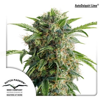 AutoDaiquiri Lime (Dutch Passion) feminisoidut kannabiksen siemenet