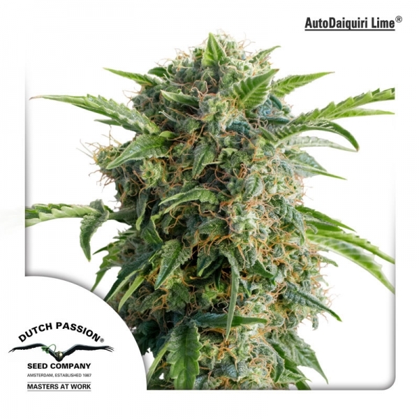 Auto Daiquiri Lime (Dutch Passion) Feminisoidut