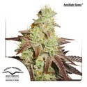 Auto Night Queen (Dutch Passion) Feminisoidut