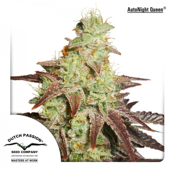 Auto Night Queen (Dutch Passion) Feminisoidut