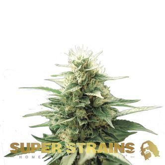 autoflower fini (Super Strains) feminisoidut