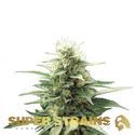 Autoflower Fini (Super Strains) Feminisoidut