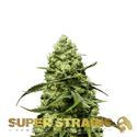 Turing Autoflower (Super Strains) Feminisoidut