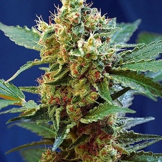 Cream Mandarine XL Auto (Sweet Seeds) feminisoidut kannabiksen siemenet