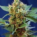 Cream Mandarine XL Auto (Sweet Seeds) Feminisoidut