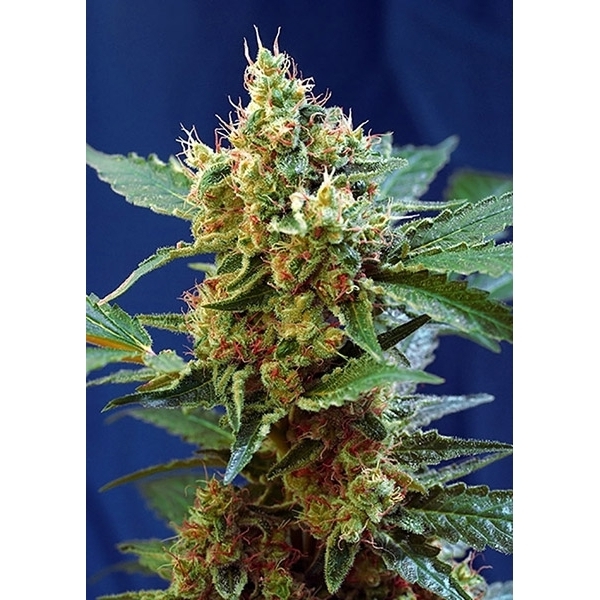 Cream Mandarine XL Auto (Sweet Seeds) Feminisoidut