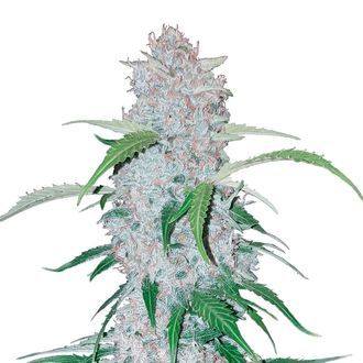 Six Shooter Auto (FastBuds) Feminisoidut