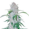 Six Shooter Auto (FastBuds) Feminisoidut