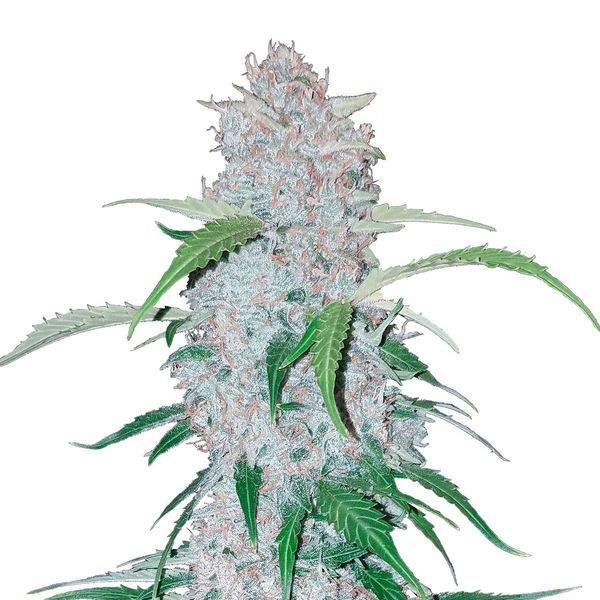 Six Shooter Auto (FastBuds) Feminisoidut