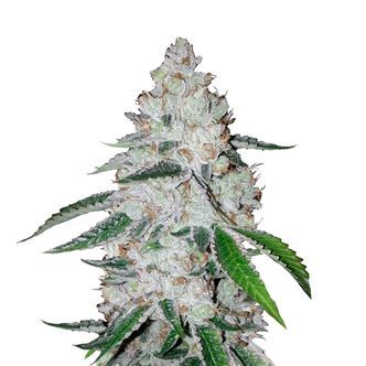 West Coast O.G. Auto (FastBuds) feminisoidut