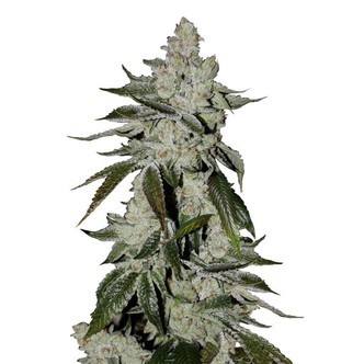 Girl Scout Cookies Auto (FastBuds) feminisoidut