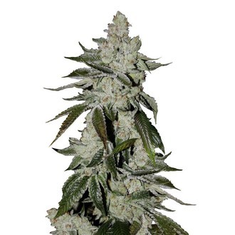 Girl Scout Cookies Auto (FastBuds) Feminisoidut