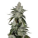 Girl Scout Cookies Auto (FastBuds) Feminisoidut