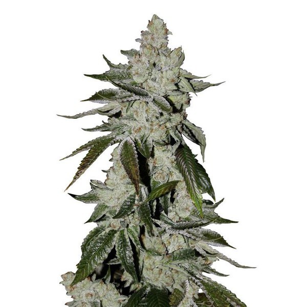 Girl Scout Cookies Auto (FastBuds) Feminisoidut