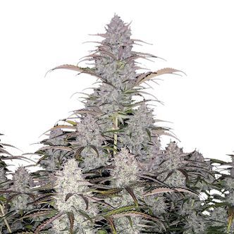 Green Crack Auto (FastBuds) feminisoidut