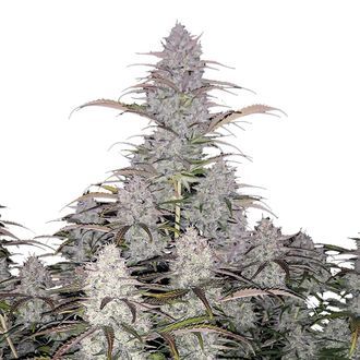 Green Crack Auto (FastBuds) Feminisoidut