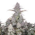 Green Crack Auto (FastBuds) Feminisoidut