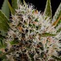 Lithium OG Kush Autoflower (Nirvana) Feminisoidut