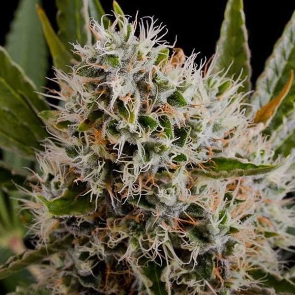 Lithium OG Kush Autoflower (Nirvana) Feminisoidut