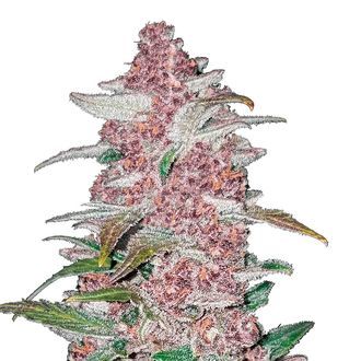 Blackberry Auto (FastBuds) Feminisoidut