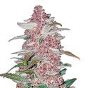 Blackberry Auto (FastBuds) Feminisoidut