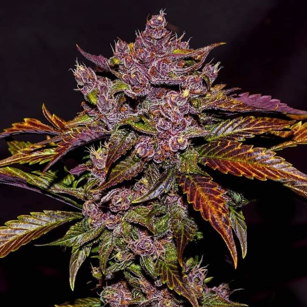 Blackberry Auto (FastBuds) Feminisoidut
