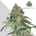 Sucker Punch (Auto Seeds) Feminisoidut