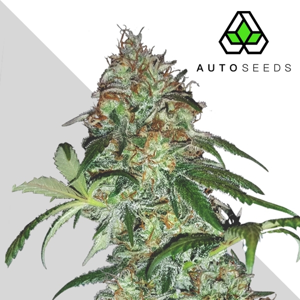 Sucker Punch (Auto Seeds) Feminisoidut