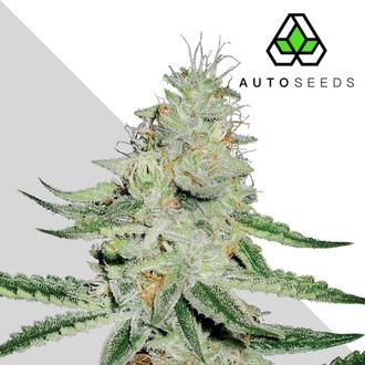 Dreamberry (Auto Seeds) Feminisoidut