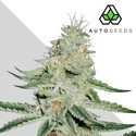 Dreamberry (Auto Seeds) Feminisoidut