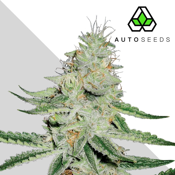 Dreamberry (Auto Seeds) Feminisoidut