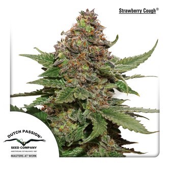 Strawberry Cough (Dutch Passion) feminisoidut