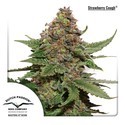 Strawberry Cough (Dutch Passion) Feminisoidut