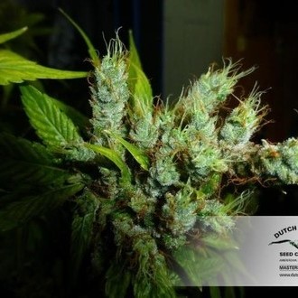 Strawberry Cough (Dutch Passion) Feminisoidut