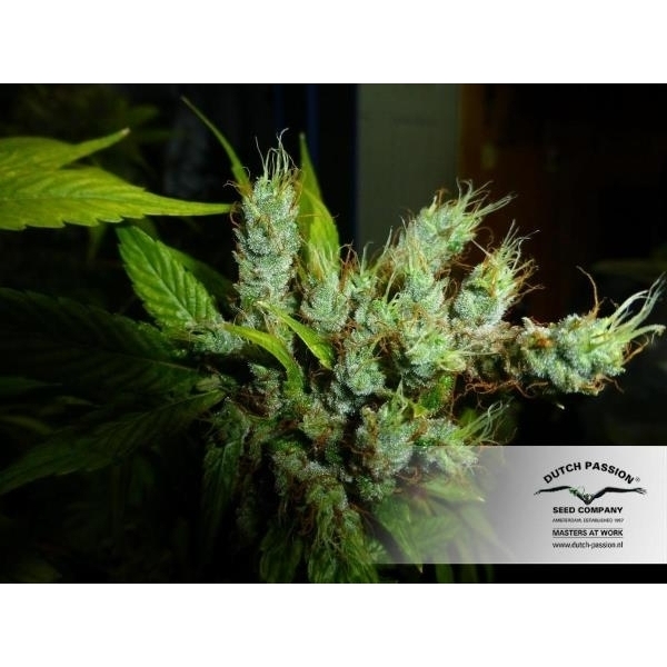 Strawberry Cough (Dutch Passion) Feminisoidut