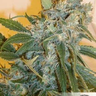 Strawberry Cough (Dutch Passion) Feminisoidut