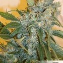 Strawberry Cough (Dutch Passion) Feminisoidut