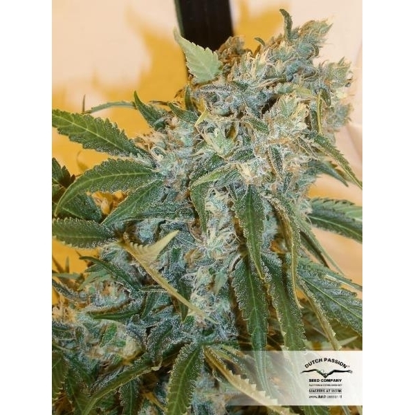 Strawberry Cough (Dutch Passion) Feminisoidut