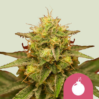 Royal Domina (Royal Queen Seeds) feminisoidut