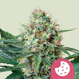 Royal Cookies (Royal Queen Seeds) Feminisoidut