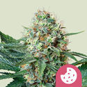 Royal Cookies (Royal Queen Seeds) Feminisoidut